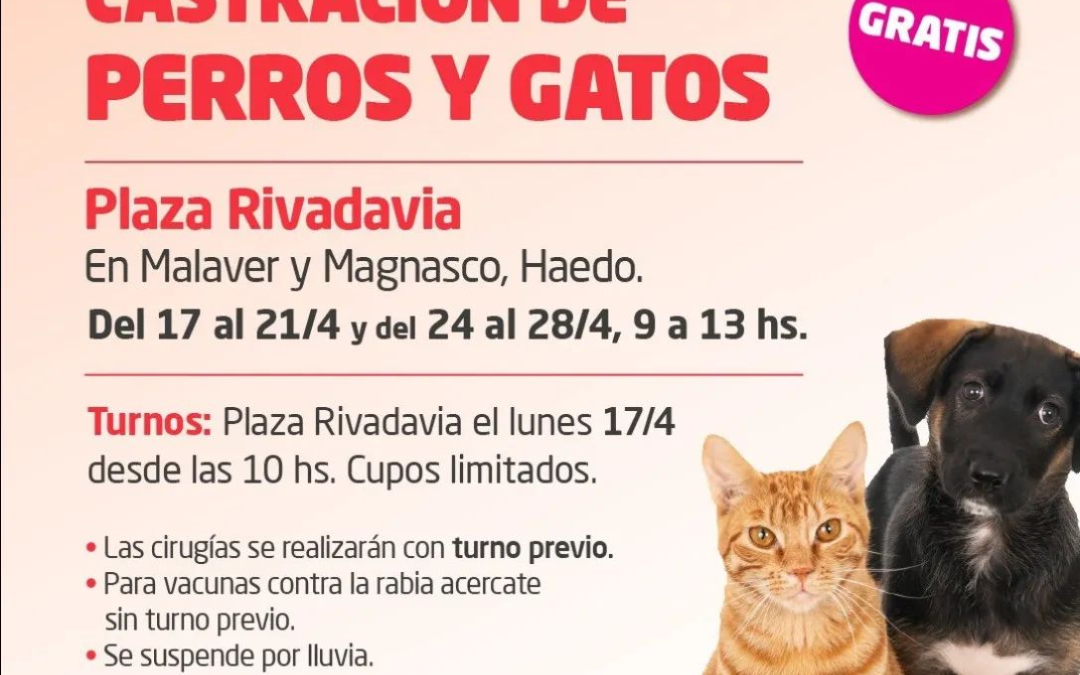 Mascotas: Quirófano Móvil en Morón y Haedo