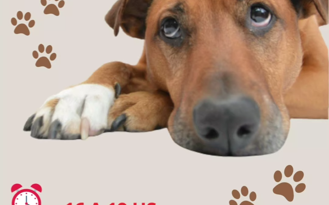 Jornada de Adopción Responsable en la Cámara de Comercio de Castelar