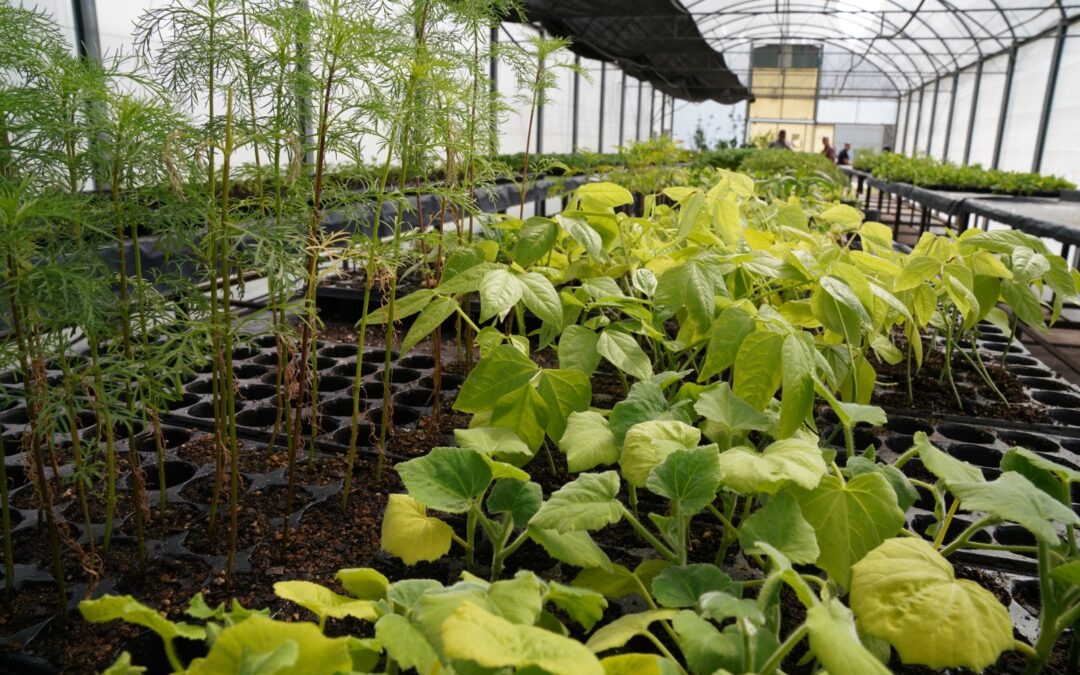 ITUZAINGÓ: APRENDÉ CÓMO HACER TU PROPIA HUERTA AGROECOLÓGICA