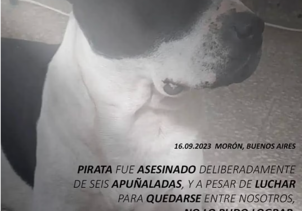 MORÓN: PIDEN JUSTICIA POR «PIRATA», EL PERRO ASESINADO A CUCHILLAZOS POR UN VECINO