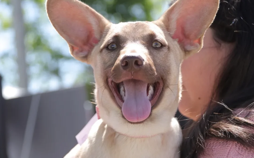 MORÓN: El municipio promueve la adopción y tenencia responsable de animales