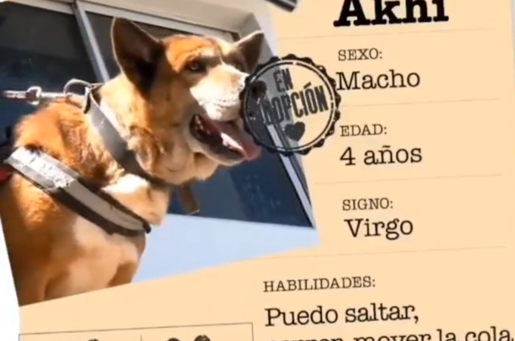MORON APOYA LA ADOPCIÓN RESPONSABLE!