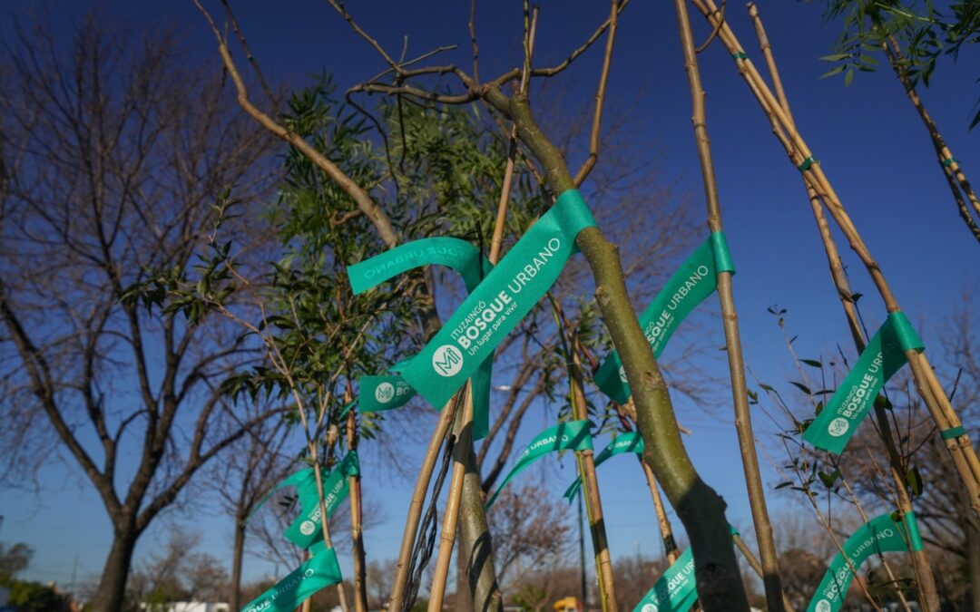 ITUZAINGÓ: PLAN ESTRATÉGICO DE FORESTACIÓN » ITUZAINGÓ BOSQUE URBANO 2030″: SE SUMARON MÁS DE 50 NUEVOS ÁRBOLES EN LA PLAZA EVA PERÓN 