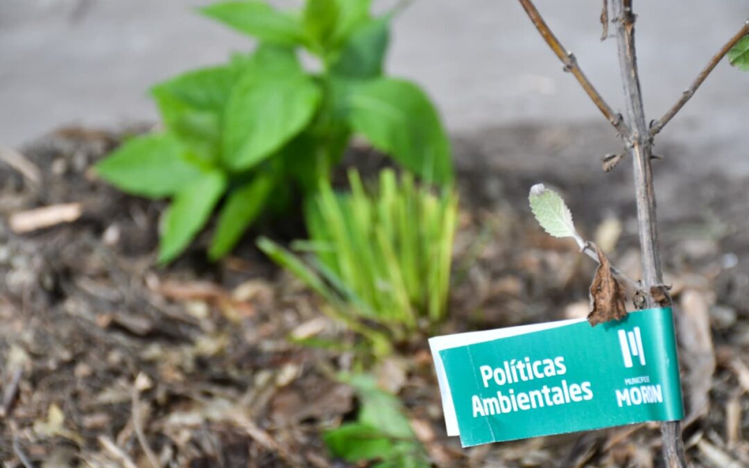 MORÓN SE SUMÓ A LA FORESTACIÓN COMUNITARIA DE LA “AUTOPISTA PAPA FRANCISCO”